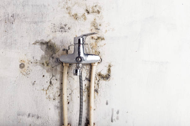 Best Best Mold Removal Companies  in Westworth Village, TX